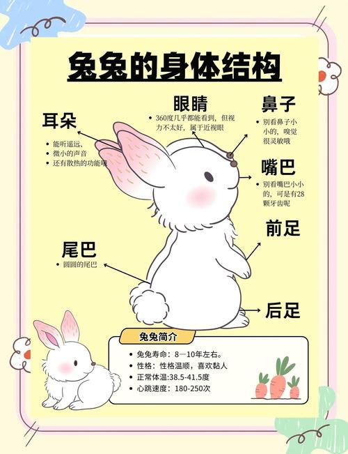 宠物兔怎么驯服：如何驯养宠物兔