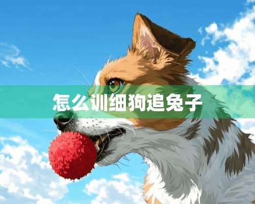怎么训细狗追兔子