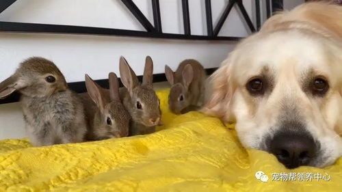宠物兔训练指南，狗狗入门训犬秘籍！