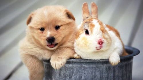 宠物兔训练指南，狗狗入门训犬秘籍！