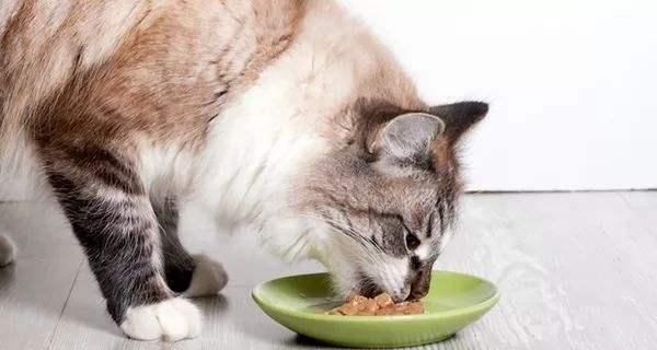 如何防止猫咪脱毛（宠物爱好者必备的防脱毛技巧）