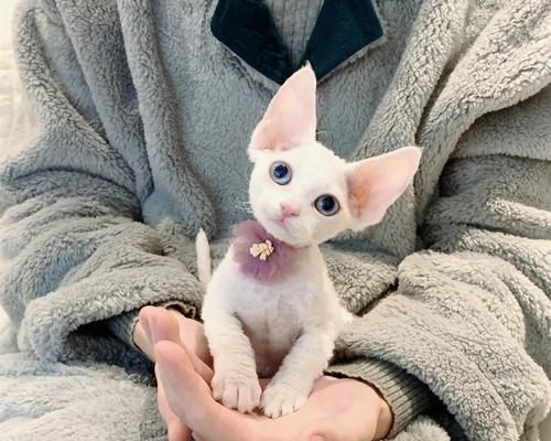 如何防止猫咪脱毛（宠物爱好者必备的防脱毛技巧）