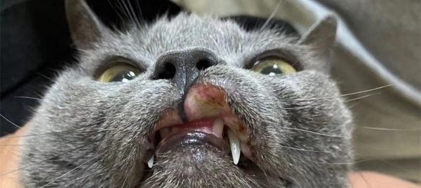 如何处理猫咪吐黄水嘴巴臭的问题（探究猫咪口腔臭味的成因和治疗方法）