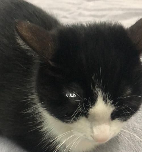 如何处理猫咪吐黄水嘴巴臭的问题（探究猫咪口腔臭味的成因和治疗方法）