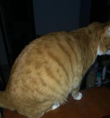 如何处理猫咪吐黄水嘴巴臭的问题（探究猫咪口腔臭味的成因和治疗方法）