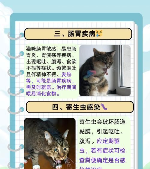 猫吐的都是毛毛和猫粮怎么回事？猫咪呕吐毛球和猫粮的原因是什么？