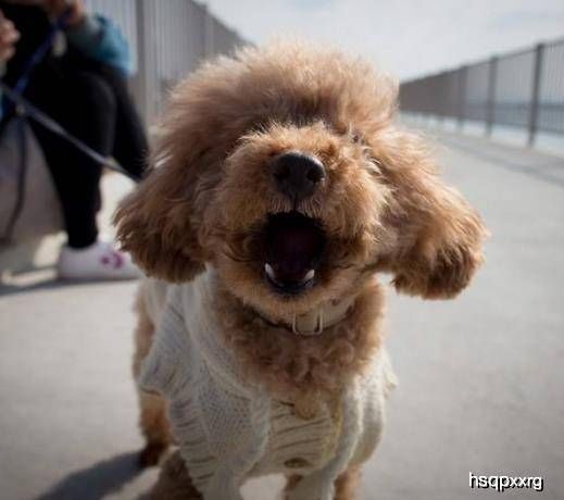 “不掉毛的小型犬品种推荐”