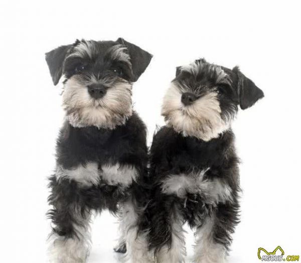 不知道养什么狗狗？这6种小型犬，不只颜值高，还可用作看家护院