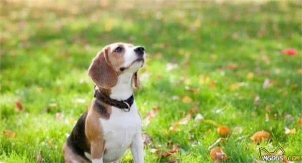 不知道养什么狗狗？这6种小型犬，不只颜值高，还可用作看家护院