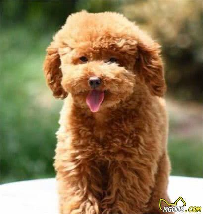 不知道养什么狗狗？这6种小型犬，不只颜值高，还可用作看家护院