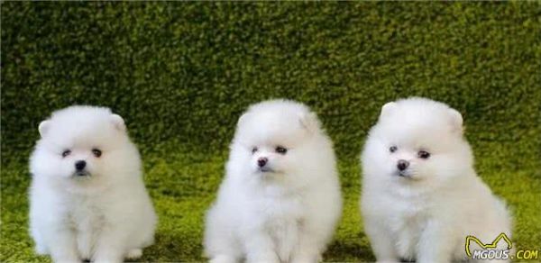 不知道养什么狗狗？这6种小型犬，不只颜值高，还可用作看家护院