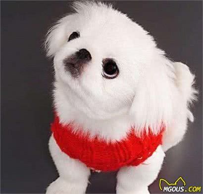 不知道养什么狗狗？这6种小型犬，不只颜值高，还可用作看家护院
