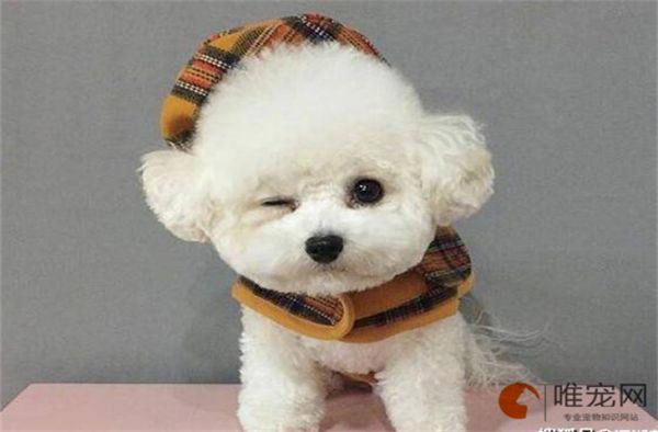 小型犬排名前10名