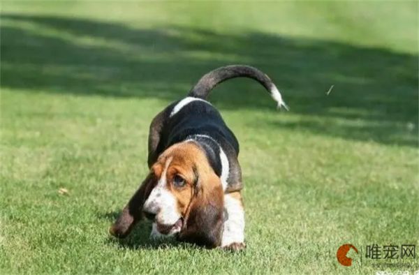 小型犬排名前10名 如何护理