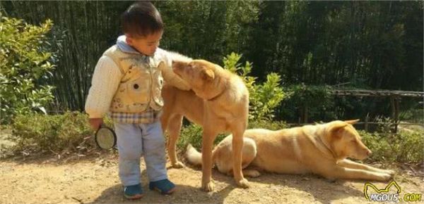 喜欢养狗的人，千万别错过这6种小型犬，它会忠诚你一生