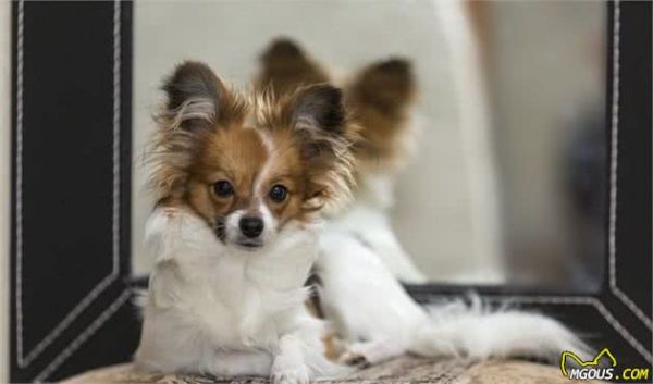 喜欢养狗的人，千万别错过这6种小型犬，它会忠诚你一生