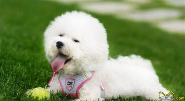 喜欢养狗的人，千万别错过这6种小型犬，它会忠诚你一生
