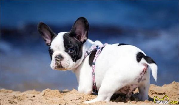 喜欢养狗的人，千万别错过这6种小型犬，它会忠诚你一生
