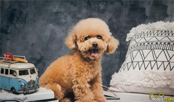 喜欢养狗的人，千万别错过这6种小型犬，它会忠诚你一生