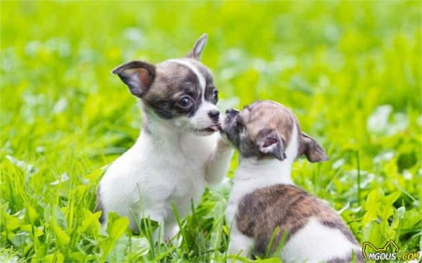 喜欢养狗的人，千万别错过这6种小型犬，它会忠诚你一生