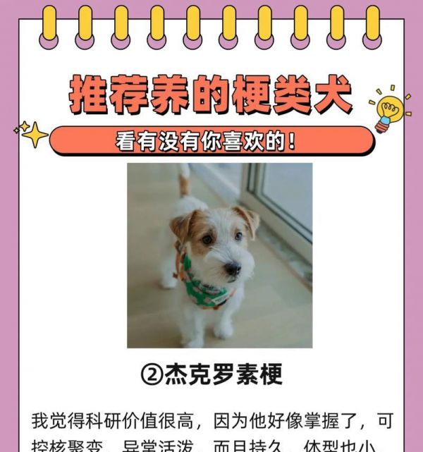 哪些中小型梗类犬品种值得推荐？