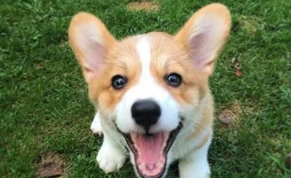 中小型犬类哪种最好养-图1