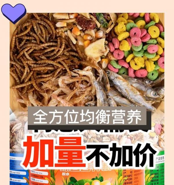 宠物鼠能作为猫粮吗？这样做有何利弊？