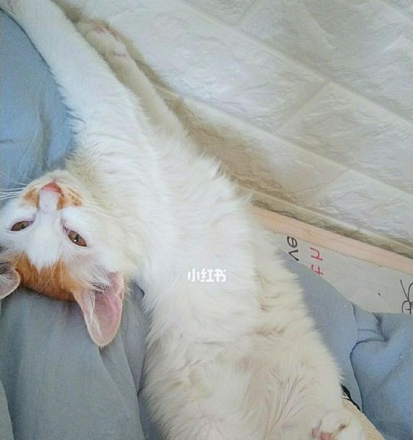 小猫躲起来的原因是什么？如何让它不再害怕？