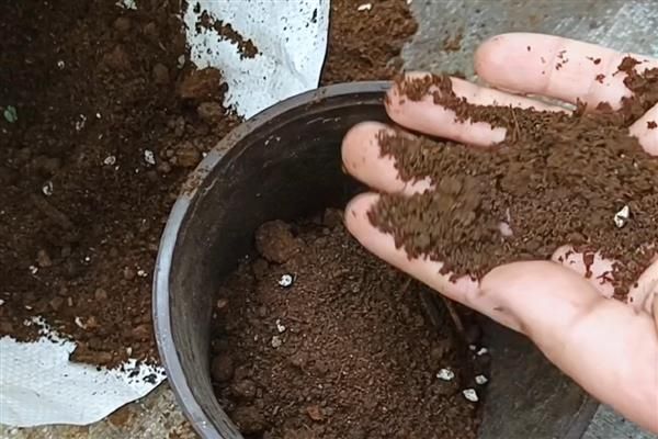 养殖猪笼草的方法，平时每隔4-5天浇一次水