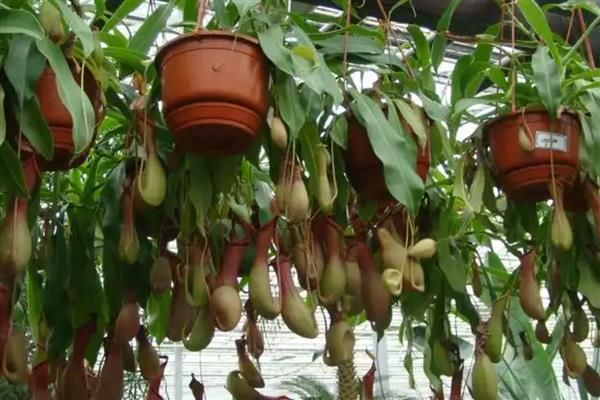 养殖猪笼草的方法，平时每隔4-5天浇一次水