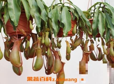 猪笼草如何养殖 猪笼草正确养殖方法
