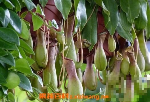 猪笼草的图片 猪笼草的养殖方法