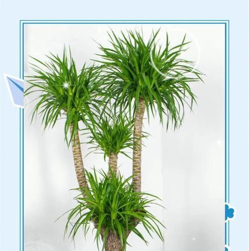 室内观赏植物中哪些是无毒的？