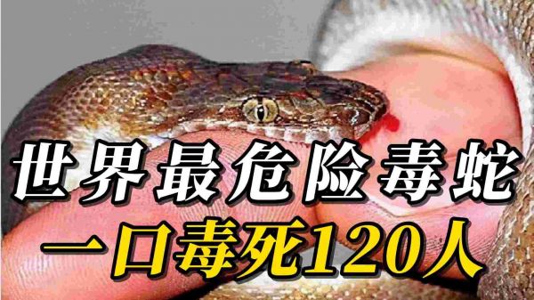 《中国蛇类图鉴》-知识就是生命
