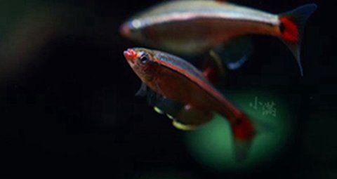 十大适合家养的冷水观赏鱼 最好养的冷水鱼排行榜