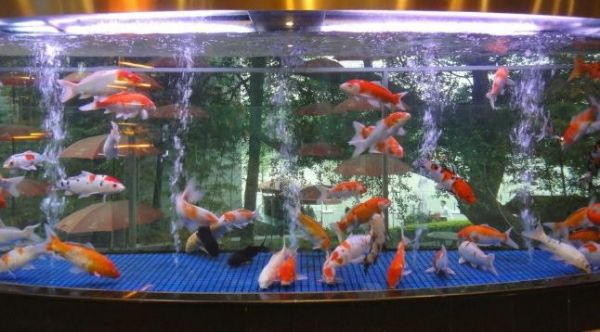 谁说冷水观赏鱼不好养？这几种冷水鱼，非常“皮实”好养活