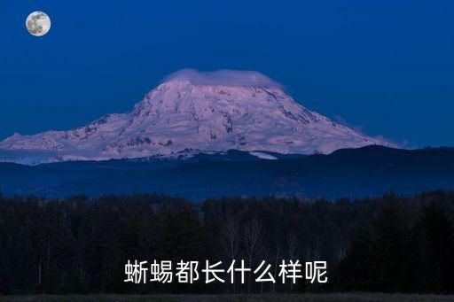 蜥蜴都长什么样呢