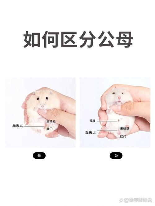 仓鼠饲养手册电子版,仓鼠饲养手册电子版下载