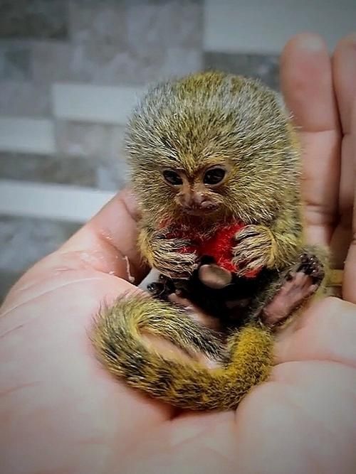 袖珍猴_袖珍猴子多少钱一只