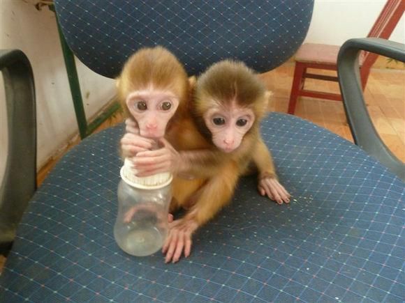 袖珍猴_袖珍猴子多少钱一只