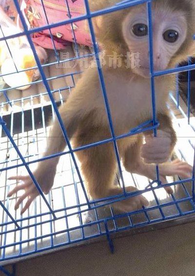 宠物小猴子2000元一只（宠物小猴子2000元一只贵吗）