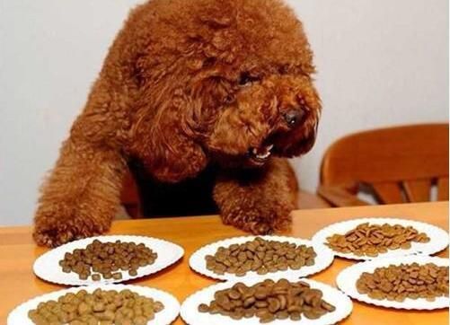 幼犬拒食狗粮,试试换新口味。