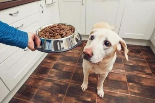 幼犬拒食狗粮,试试换新口味。