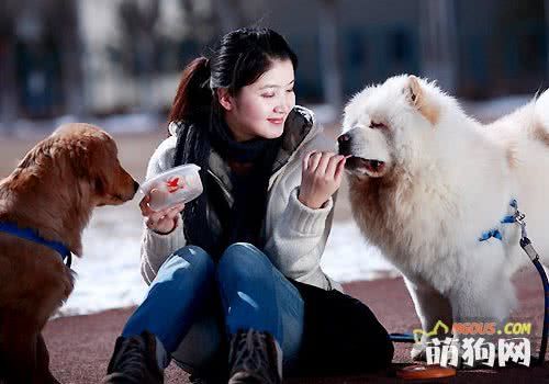 训练狗狗不吃“街”来之食
