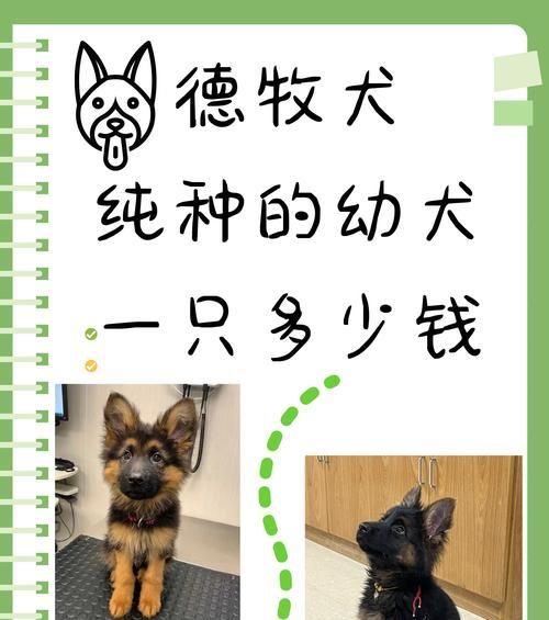 新到家的德牧拒食狗粮的应对措施是什么？