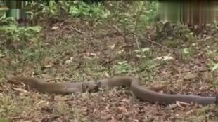 宠物蛇进食后需静养3小时再互动。