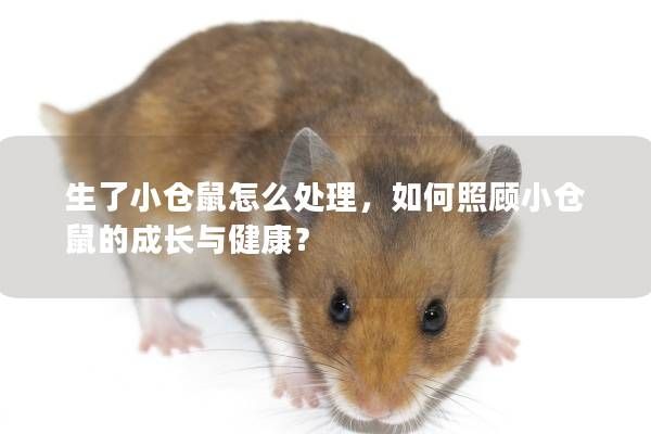 生了小仓鼠怎么处理，如何照顾小仓鼠的成长与健康？