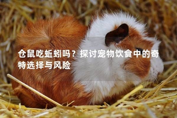仓鼠吃蚯蚓吗？探讨宠物饮食中的奇特选择与风险