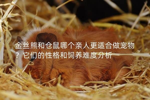 金丝熊和仓鼠哪个亲人更适合做宠物？它们的性格和饲养难度分析