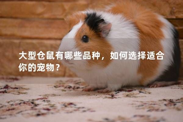 大型仓鼠有哪些品种，如何选择适合你的宠物？